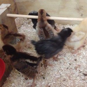 Chicks have grown so they can now put their necks over the roost