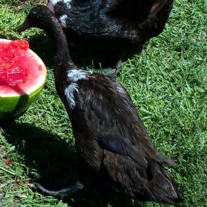 Noir going for the watermelon.