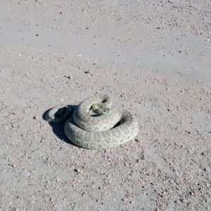 Greetings from the cattle pasture Mr. Rattlesnake :P