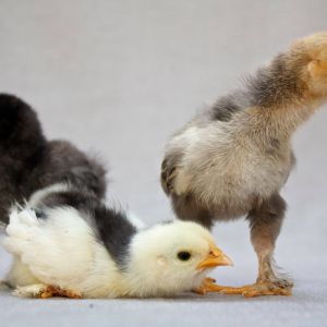 Black Silkie, Mottled Cochin, and Mille Fleur D'Uccle at 10 days old.