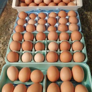 Lots of fresh eggs!! Thanks girls!