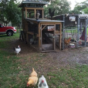 Chickens 3 story condo :)