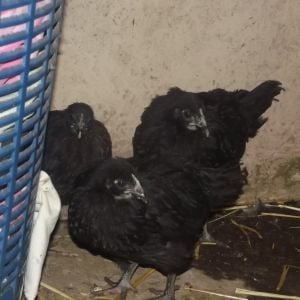 My new beauties! Hello girls! Just got from the markets as 8 week olds. They claim they are partbreds BUT, may I direct your attention to Shiela, who was also purchased from the markets, and looks all Australorp to me....