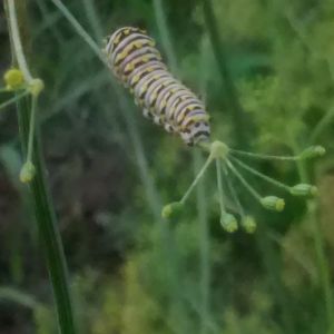 Random Monarch caterpillar