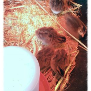 Our first guinea hens. These are 2 days old!