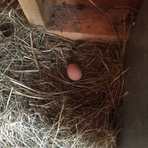 It took us a little bit to get the hens to lay in the nesting boxes. In this picture the egg is laying on the floor.