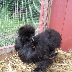 My black Silkie hen - she suffered a leg injury a few weeks after photo was taken, but seems to get around fair.  She's also my main layer.