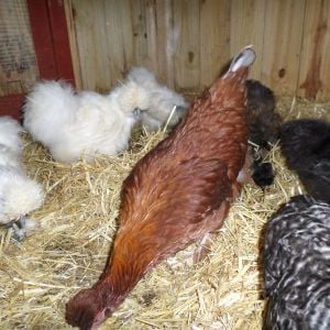 Not sure of this hens breed, any input is welcome.