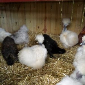 Some of my Silkies and Showgirls