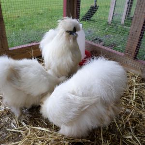 2 Silkie hen and my Silkie rooster