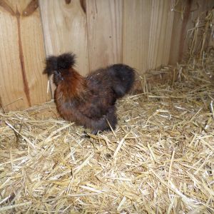 young Silkie hen
