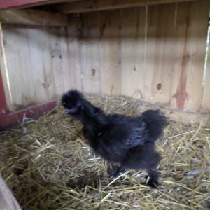 young black Silkie