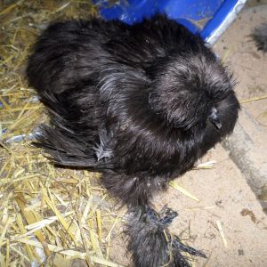 My black Silkie (one can see how her leg is, it sticks straight out from the hip area).  She does move all around the coop front area on her own.