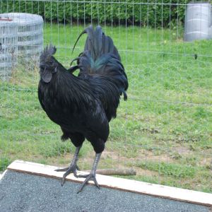 the first Ayam Cermani i'm happy to breed from.