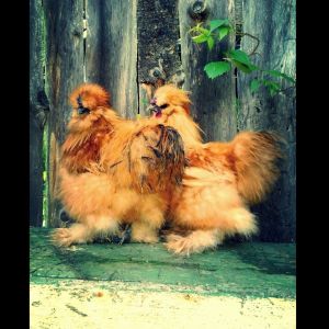 Mr. T and Dr. Zaius...24 week old Buff Silkie roosters.
