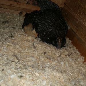 This is 7 wk old Barred rock we got from local feed store the girls named Big Mama and she is sitting on 10 2 wk old various breed chicks (4 Barred rock, 2 silkies, 2 silver laced cochins,  2 buff orpingtons).