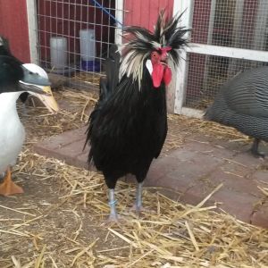 Pebbles, Jamie, Mellow, Einstein -  White crested polish pullet roo and Bebe