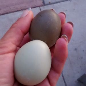Runner eggs, finally!