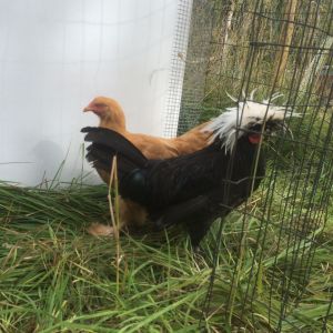 taken September 4. Polish Crested Rooster with a Yellow Cochin(?)