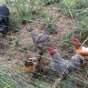 taken September 4, 2015. the barebacked Peaches, a sex link. The rooster at fault, And, to be replaced by the Polish Crested. Left of the rooster, Lessa, an Americauna. The last hen pictured is Ostrich, a barred rock like the rooster.
