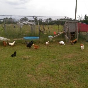 Briar Patch Farm Coop. We have recently closed in the open bottom of the actual coop. The run is made of an old steel carport frame enclosed with welded wire and chicken wire. The flock also has an additional run that is open air.