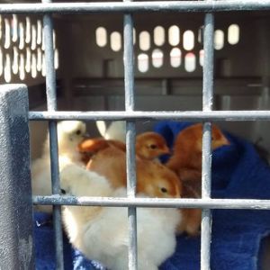 the chicks coming home from the Pet store