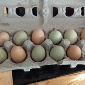 Pullet eggs and an "ouch" egg