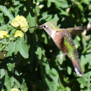 Hummingbird up close shot