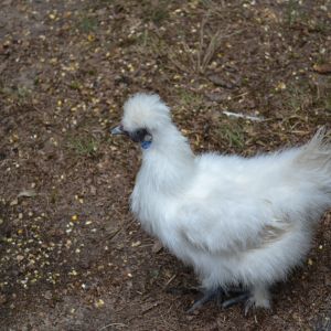 This is Pearl, my lovely Silkie. She is very gentle and sweet a complete opposite her "man", Meryl our male Silkie chicken.  We got the pair at another Farmer's market for $20. It kind of surprised me because these breeds are very expensive. Needles to say we soon realize why the young man was eager to sell them.

And soon Pearl is going to be a mother . :)