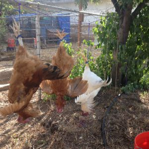 Three of the eight young cockerel's from our hatch that we processed over the weekend. They were about 4 months and two weeks.