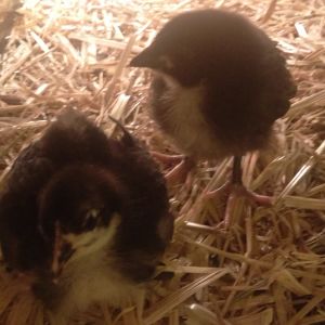 Our newest babies! Doodles and Darkheart, Black Australorps!