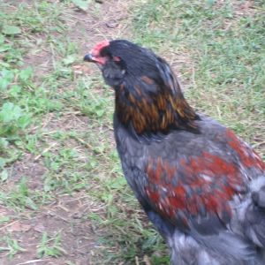 This is Fawkes. He is my favorite chicken. He is an EE!