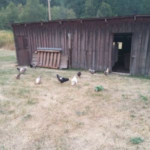 Whole coop.....only left half houses chickens.  Right half, including open doorway, is unused space.