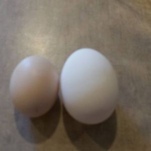 Two of the eggs we collected yesterday.  One is so much bigger than all the rest.  OUCH!! Sorry Girl!! And the other we debate if we should call it pink or tan.  What do you think?