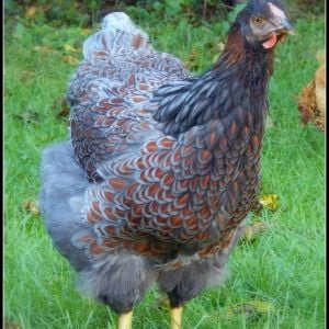 Clover, my 20 week old Blue Laced Red Wyandotte