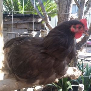 3 month old chocolate orphington rooster