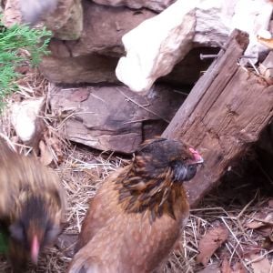 5 month old Ameraucana .
Sexing?  Is this a Roo ?
Help! Anybody know?

I'd hate to go buy one and end up with Two!
