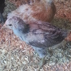 My 1 month old chicks , Black and red sexlinks  and one surprise   chick in the front hatchery sent as a gift. Not sure what it is.