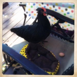 "Happy's first egg" 24 weeks old Black Australorp 
She laid it on the lawnchair right by our back door, in plain site... I think it took her by surprise.