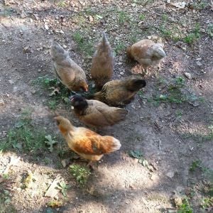 Part of my 5 month old Ameraucana flock.
There are 8 and we will soon add 1 adult rooster.