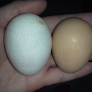The white egg is the cornish's second egg ever, I feel awful cuz it's huge in person, too big I think for a second try.  She didn't lay for a few days after that one
