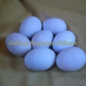 Huevos celestes de gallina kollonka.