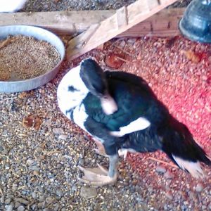Larry is a Muscovy drake who is just under 3 months old in this photo