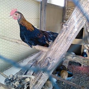 Miko, our Serama Rooster