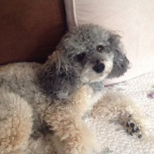This is my 5 year old Poodle mix that I fostered for Bay area Poodle Rescue and I ended up adopting him.  My husband has nick named him Bubba, which fits his personality, LOL!