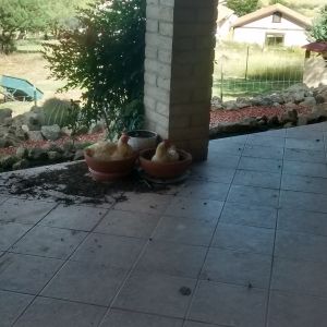 I don't know why anyone would want flowers in their pots when they can have chickens!