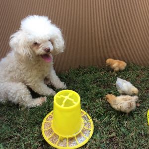 Gracie the poodle was born deaf and she loves the baby chicks.