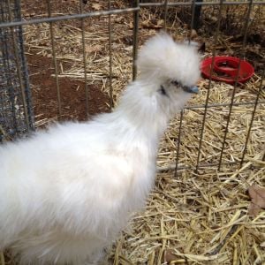 White Silkie 2