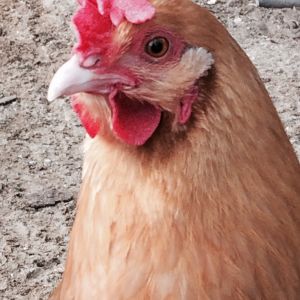 Poor penny got her comb stuck in a fence when she was younger... Now she has a floppy comb!!! Doesn't effect her egg production though!!
