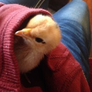 Throwback to January when Cinnamon was 3 days old. She liked to hide in my pockets and travel the backyard with me